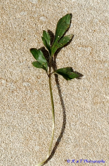 {Ranunculus fascicularis}